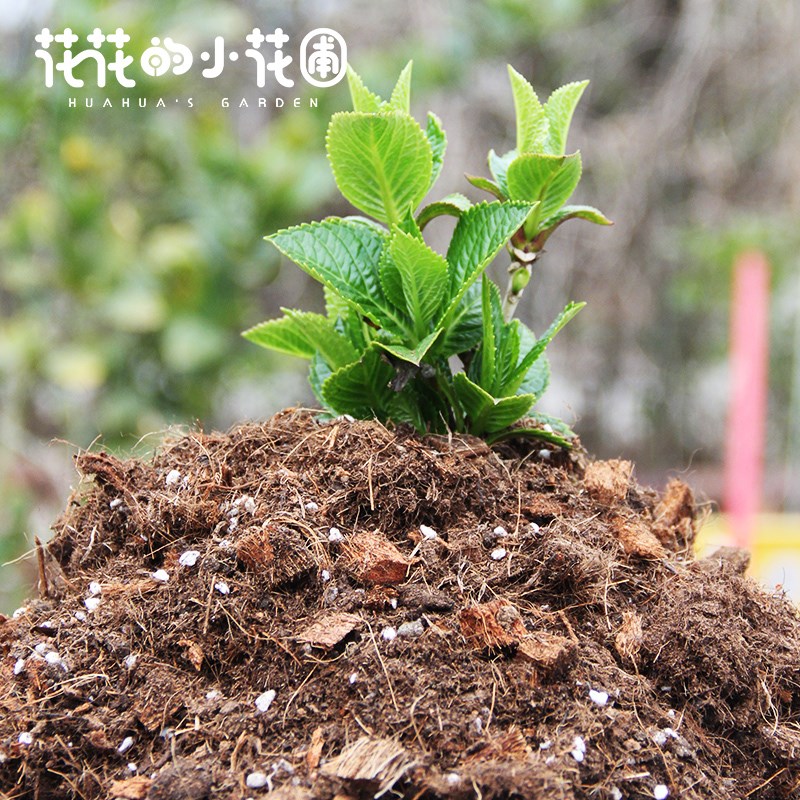 通用型粗颗粒营养土有机介质养花土月季绣球多肉花土颗粒土壤