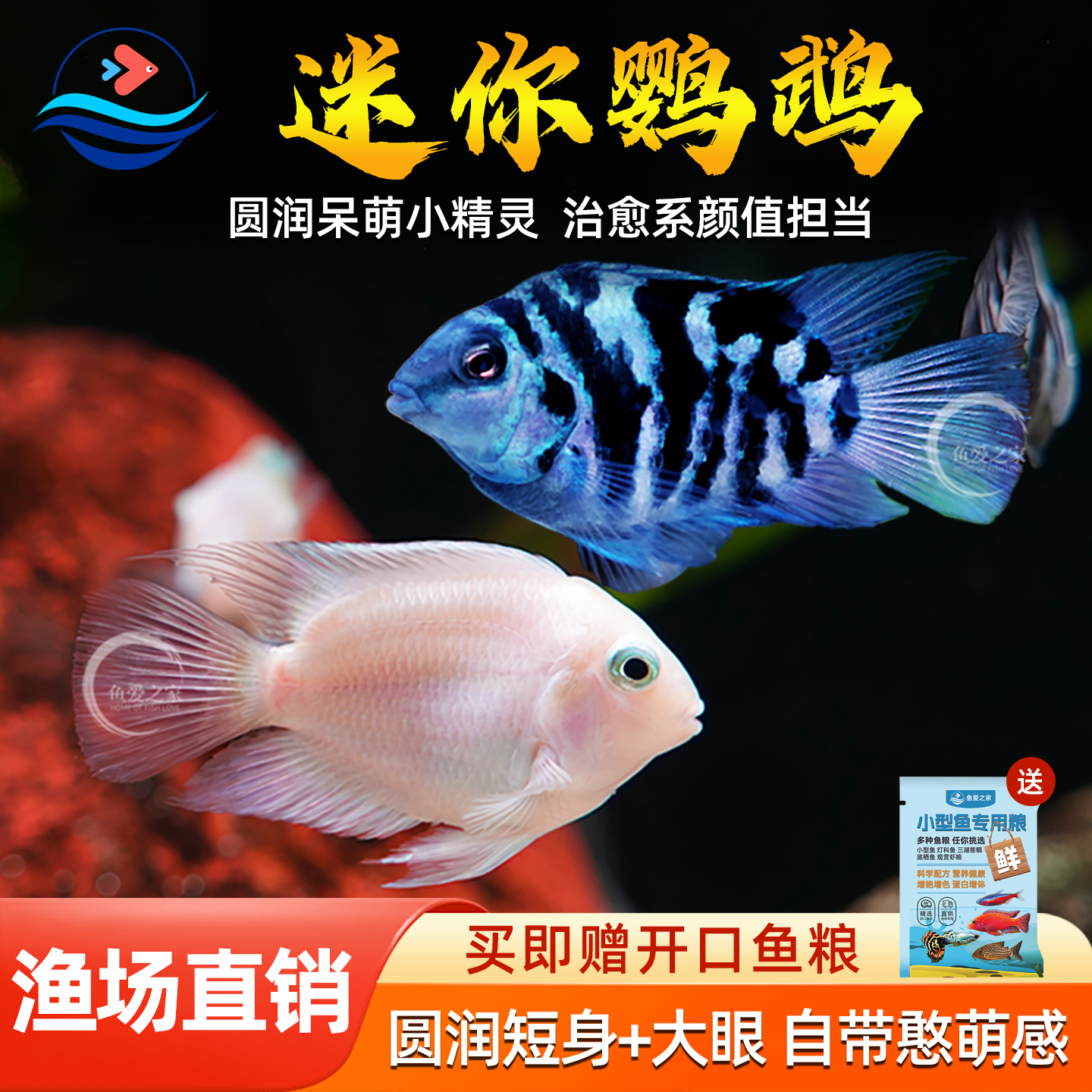 迷你鹦鹉鱼观赏鱼小型淡水热带观赏鱼苗三湖慈鲷宝蓝白金公母小鱼