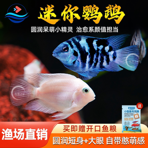 三湖慈鲷宝蓝迷你小型淡水白金