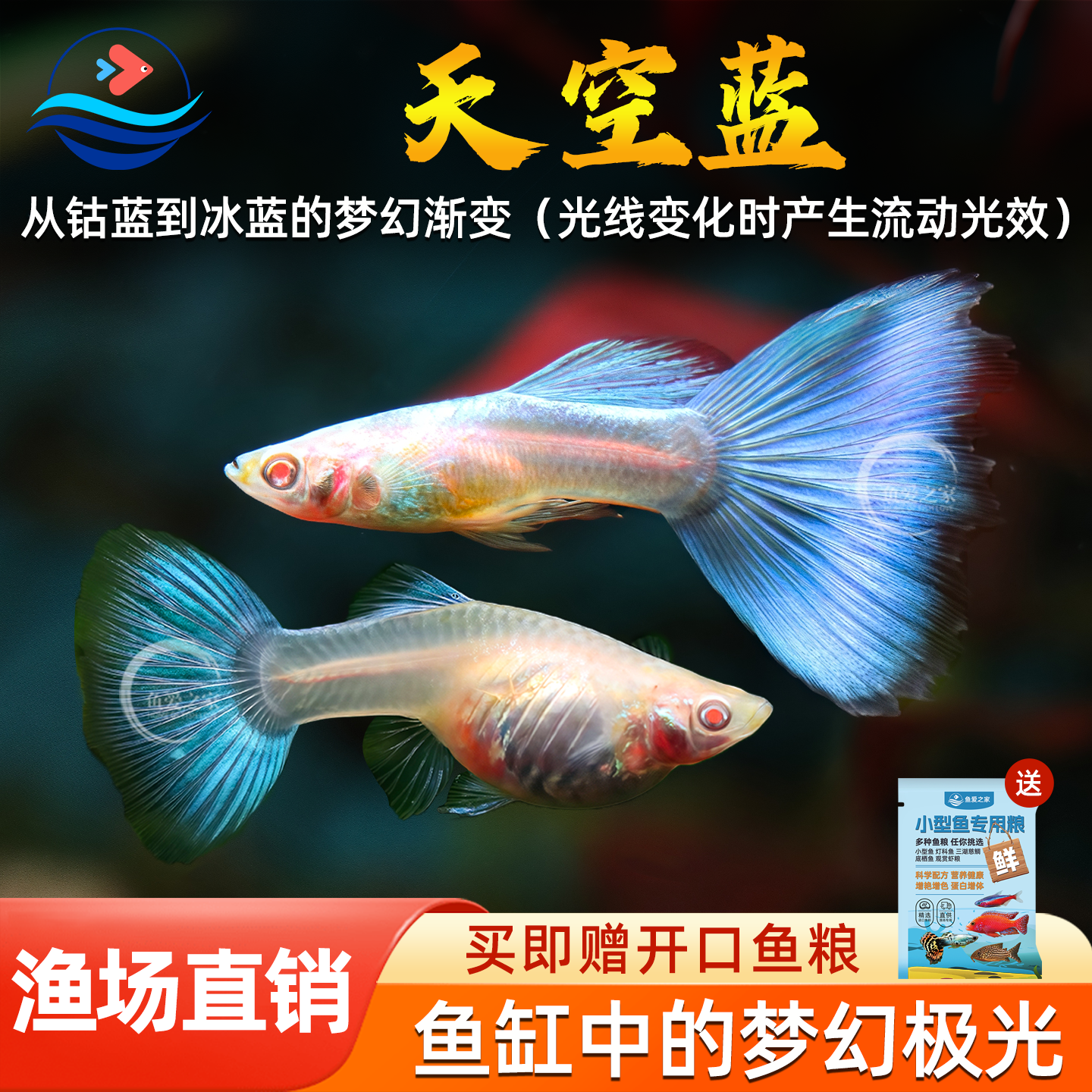 天空蓝孔雀鱼观赏鱼精品可生小鱼活体热带凤尾鱼淡水好养耐活小鱼