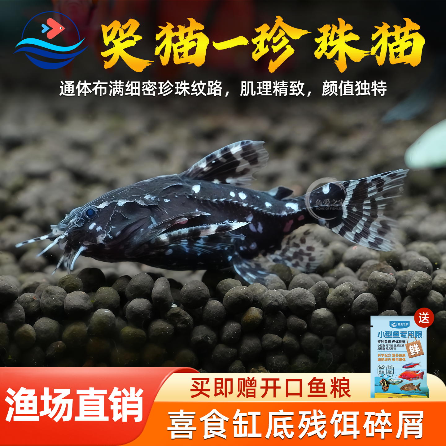 珍珠猫鱼哭猫鱼活体鱼缸观赏鱼热带鱼笑猫垃圾清理鱼缸残渣工具鱼