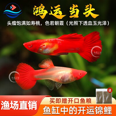 鸿运当头孔雀鱼红头凤尾鱼