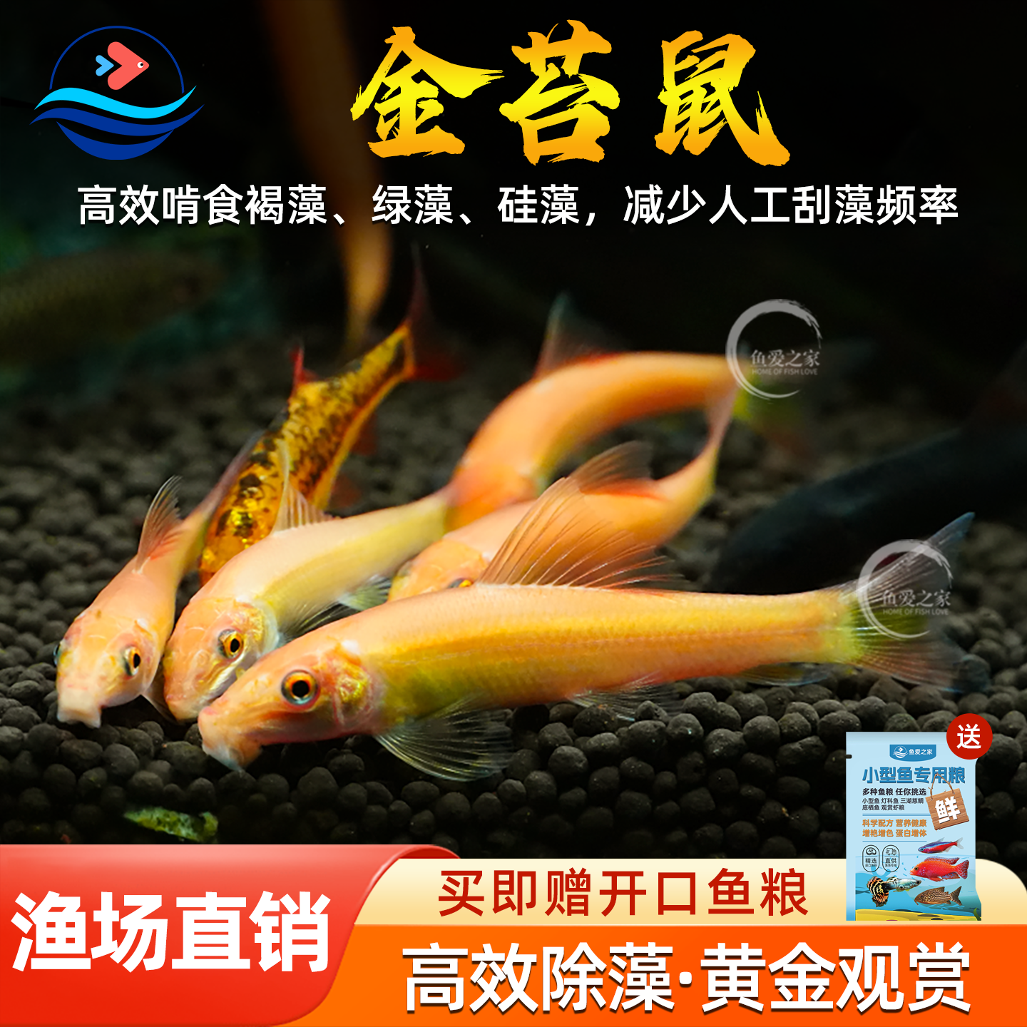 金苔鼠鱼观赏鱼清道夫小型热带斑马鱼除藻工具淡水清洁鱼缸老鼠鱼