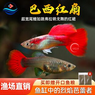 巴西红扇孔雀鱼胎生凤尾小鱼热带纯种观赏鱼小型淡水鱼好好养耐活