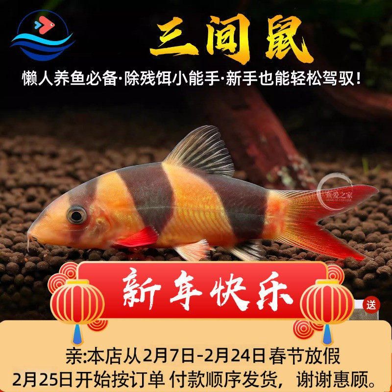 三间鼠种鱼热带观赏鱼清洁工具鱼底层垃圾老鼠吃粪便活体鱼鼠鱼