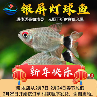 银屏球灯鱼头尾灯球银屏灯鱼小型热带灯科群游鱼观赏鱼新手易饲养