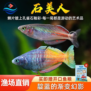 石美人鱼热带观赏鱼活体淡水好养耐活新手入门鱼群游鱼孔雀鱼小型