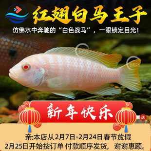 三湖慈鲷白马王子鱼中小型热带观赏鱼淡水鱼易养耐活水族观赏鱼
