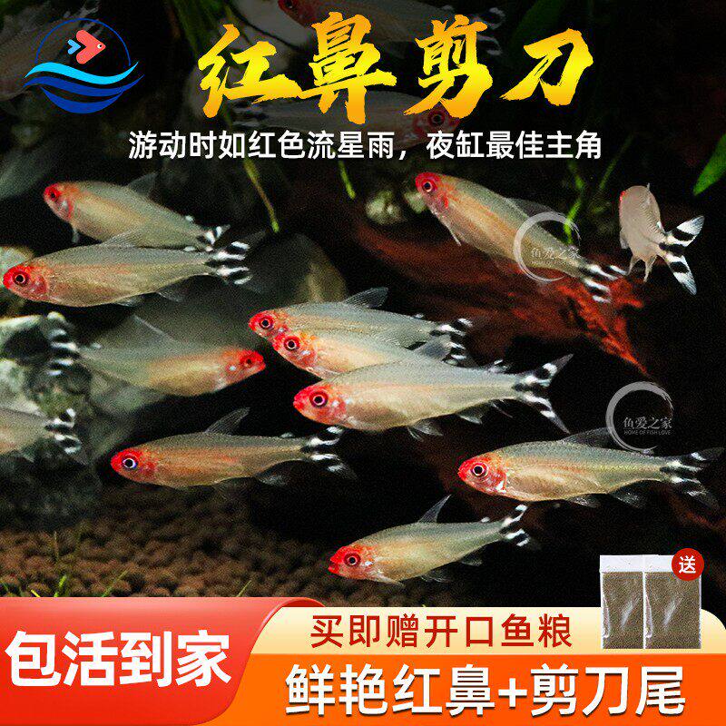 红鼻剪刀鱼热带观赏鱼淡水灯科小鱼白金红鼻子活体鱼缸小型宠物鱼