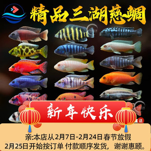 三湖慈鲷鱼热带观赏鱼中小型淡水耐养易活马鲷坦鲷小鲷鱼鱼缸活体