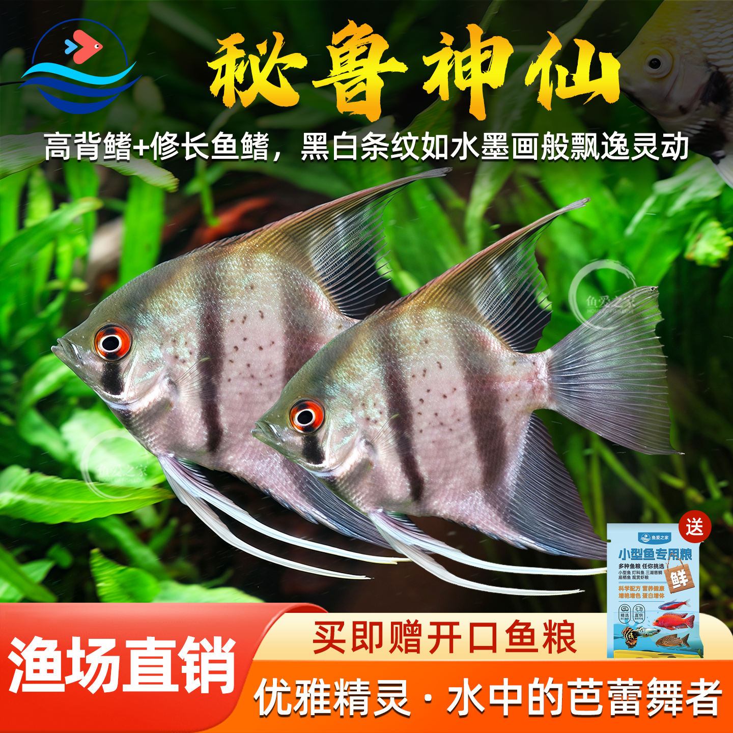 秘鲁神仙燕鱼热带鱼观赏鱼活体鱼宠物鱼各种神仙热带鱼小型鱼活体