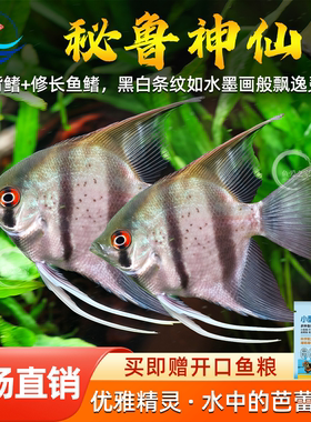 秘鲁神仙燕鱼热带鱼观赏鱼