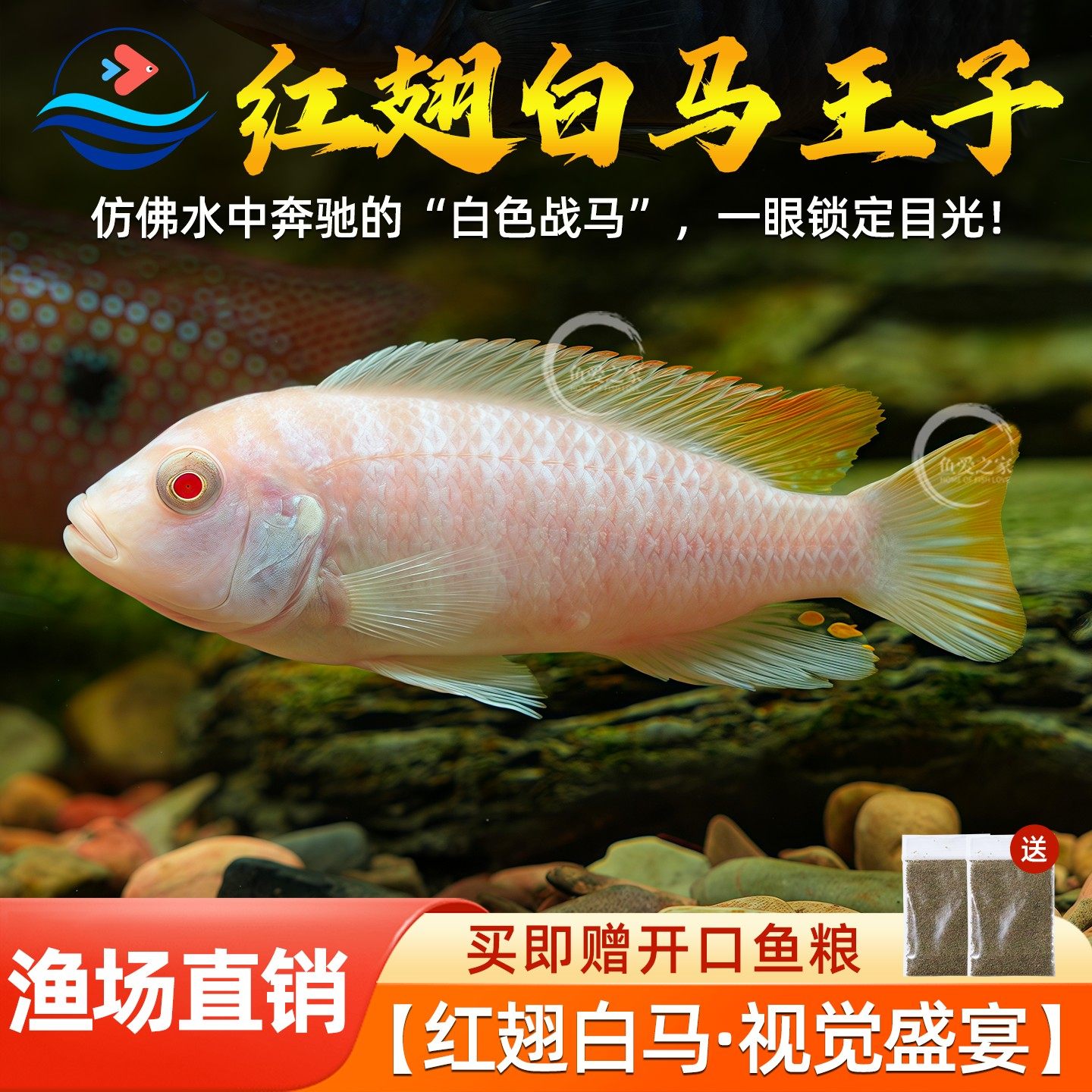 三湖慈鲷白马王子中小型热带鱼