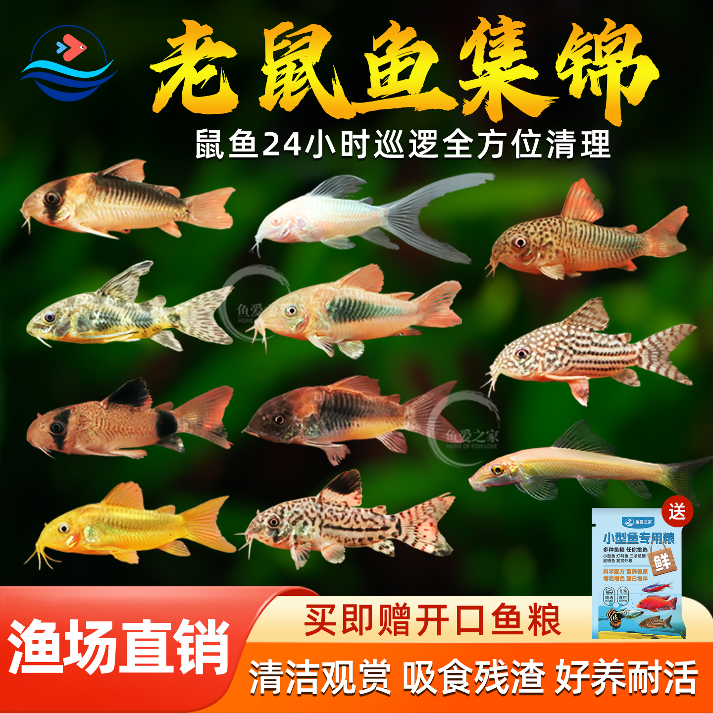 老鼠鱼清道夫金苔鼠胡子底栖鱼清洁鱼缸工具鱼热带观赏鱼三间鼠鱼