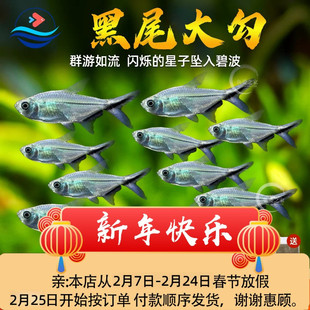 黑尾大勾群游鱼草缸热带观赏鱼淡水鱼缸小型活体宠物小鱼红绿灯鱼
