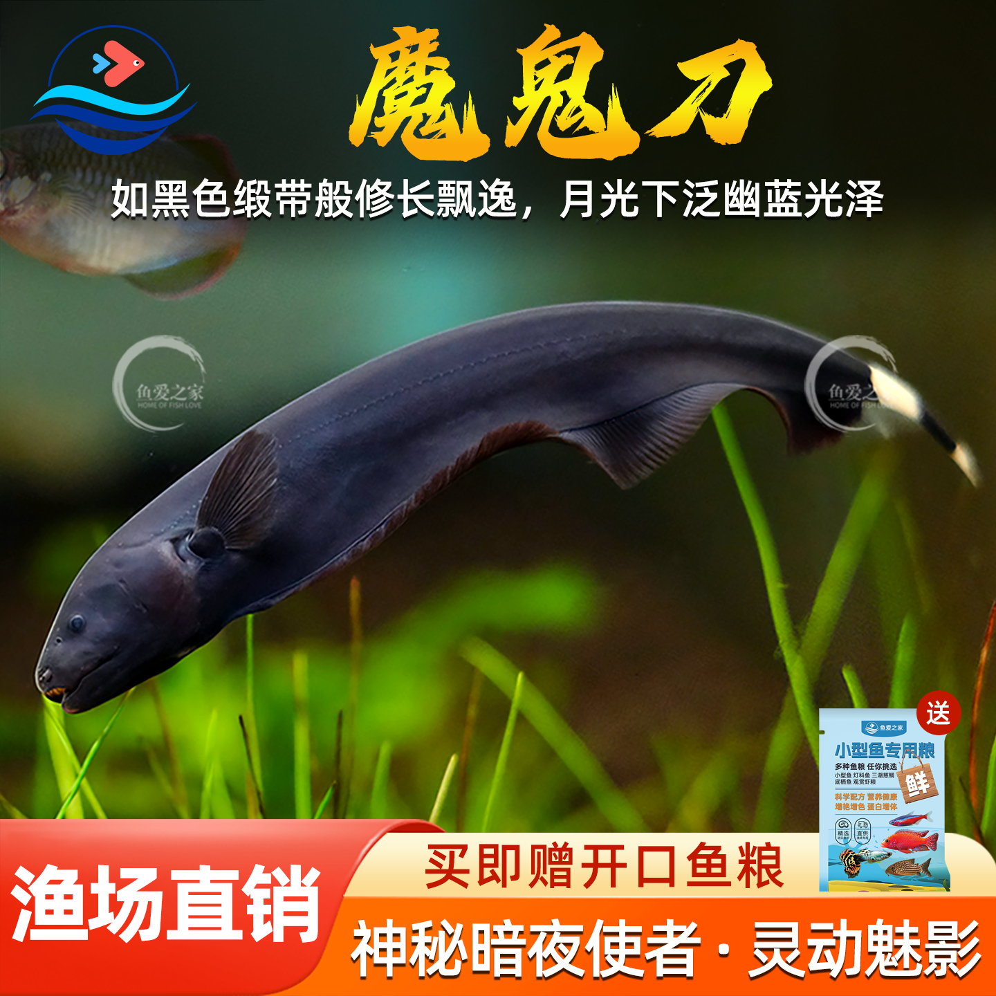 魔鬼刀鱼黑魔鬼羽毛鱼热带鱼观赏鱼宠物鱼淡水观赏鱼小鱼淡水活体
