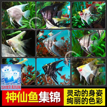 神仙鱼活鱼大型燕鱼秘鲁三色热带观赏鱼小型淡水好养七彩神仙活体