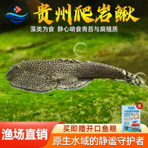 贵州爬岩鳅双吸盘冷水清道夫鱼