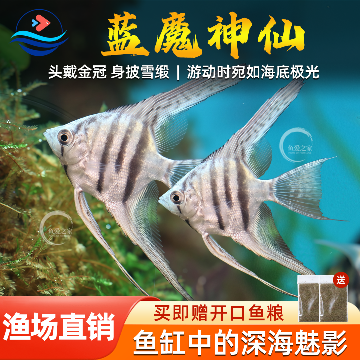 蓝魔神仙燕鱼七彩神仙鱼
