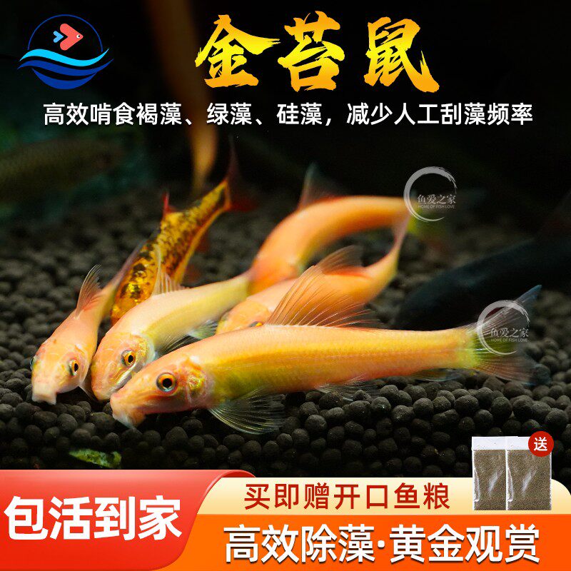 金苔鼠鱼观赏鱼清道夫小型热带斑马鱼除藻工具淡水清洁鱼缸老鼠鱼
