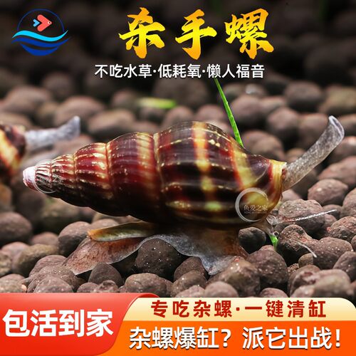 杀手螺草缸除螺观赏螺