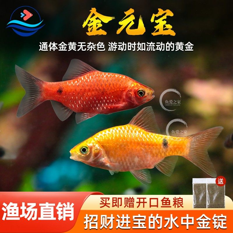 金元宝鱼观赏鱼广温玫瑰鲫鱼闯缸新手鱼好养耐活耐寒小型草缸鱼苗,宠物/宠物食品及用品,鱼,淘宝优惠券,粉丝福利购,淘宝优惠卷