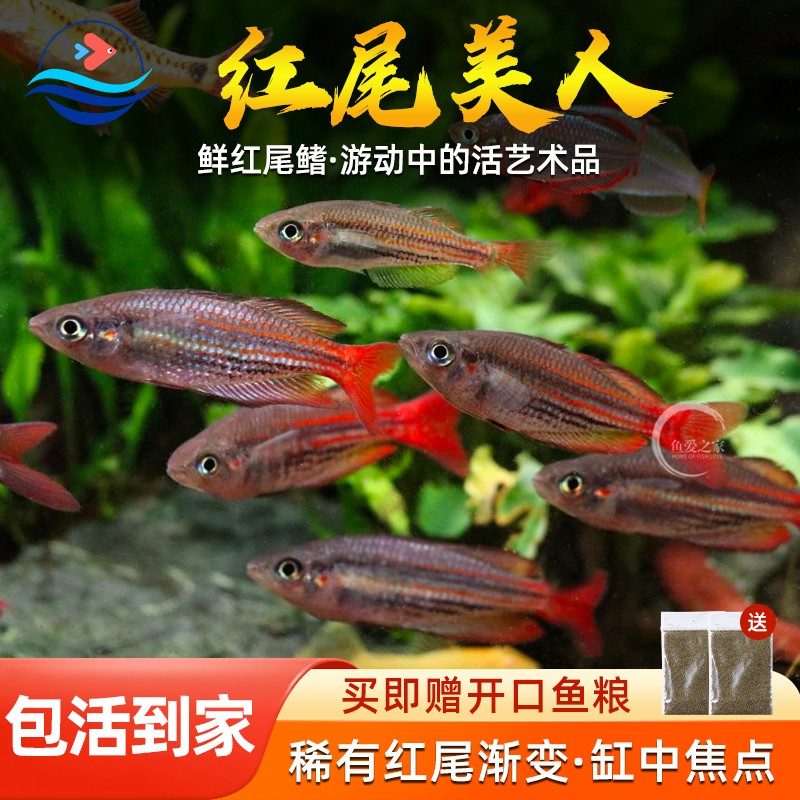 红尾美人鱼热带观赏灯科鱼