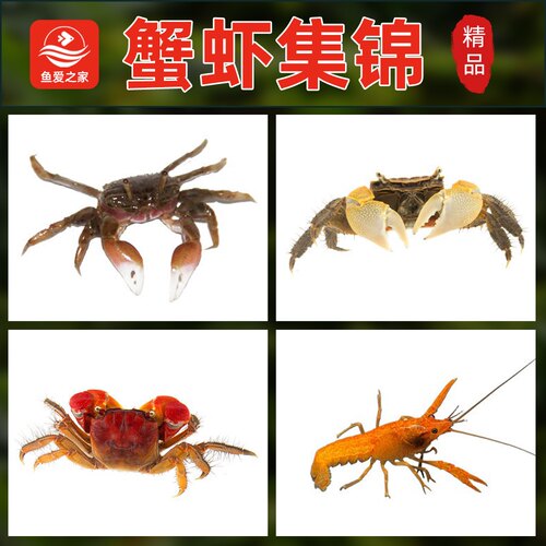 活体迷你观赏蟹吃虫除藻易养