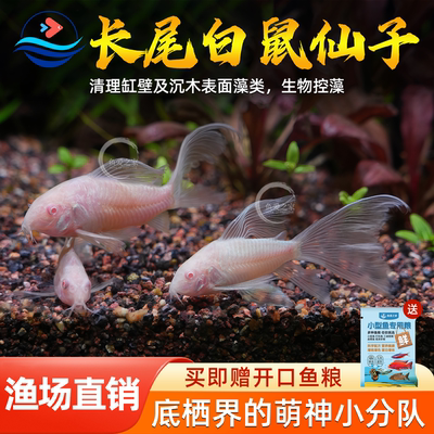 长尾白鼠仙子鱼除藻耐活观赏鱼