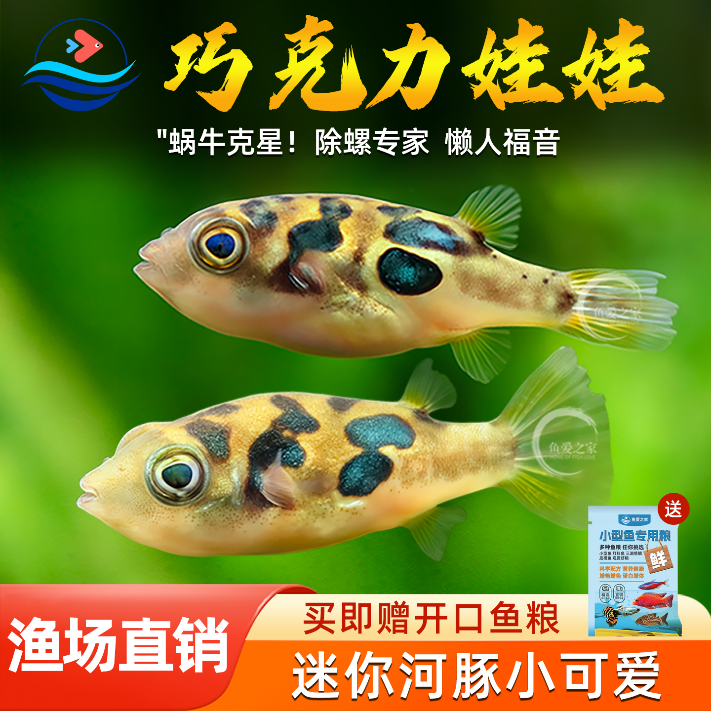 巧克力娃娃鱼小型热带鱼迷你宠物河豚观赏小鱼草缸除蜗牛杂螺工具