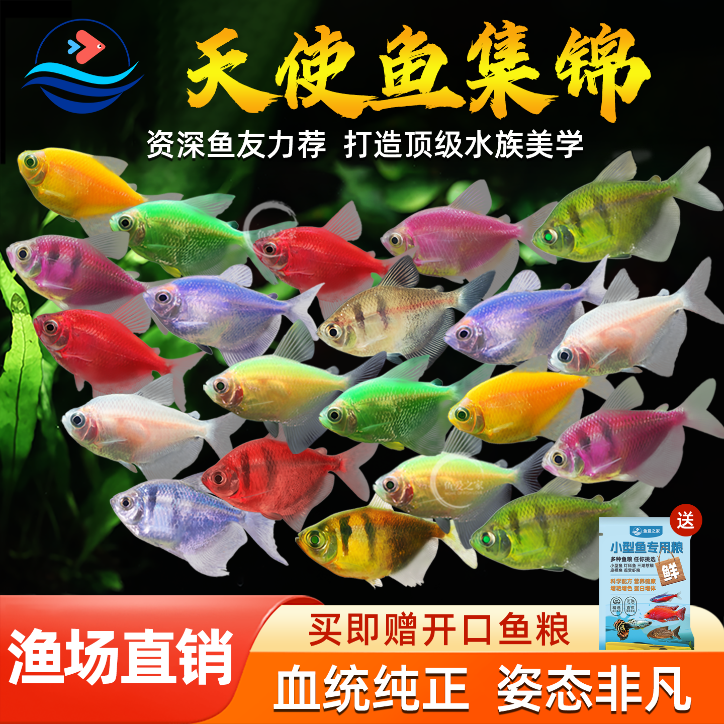 天使鱼热带观赏鱼小型淡水鱼好养耐活孔雀鱼斑马鱼群游鱼活体鱼苗