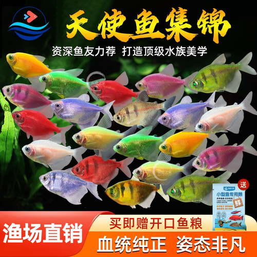 天使鱼热带观赏鱼小型淡水鱼