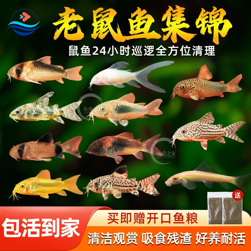老鼠鱼底栖鱼除藻清洁工具鱼