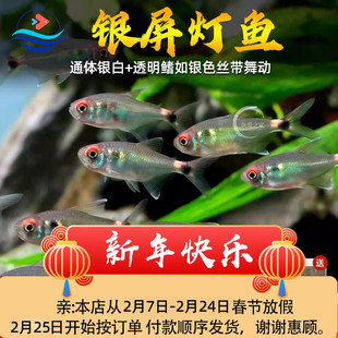 银屏灯鱼热带观赏鱼活体小型鱼草缸群游鱼灯鱼鱼苗淡水鱼好养耐活