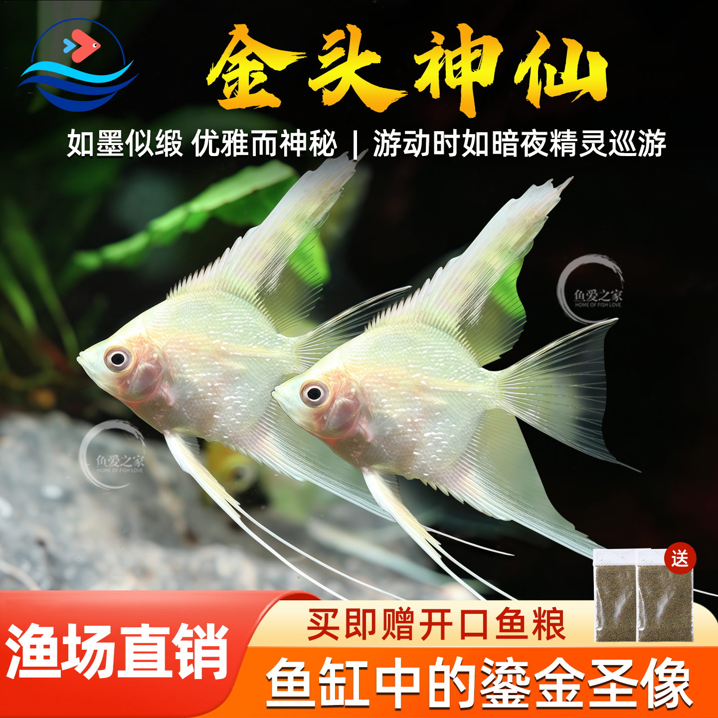 金头神仙鱼热带观赏鱼