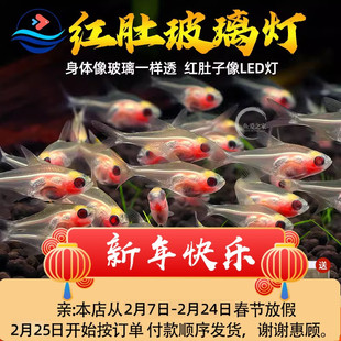 红肚玻璃鱼红肚皮热带观赏鱼活体透明鱼混养耐活鱼缸淡水灯科小鱼