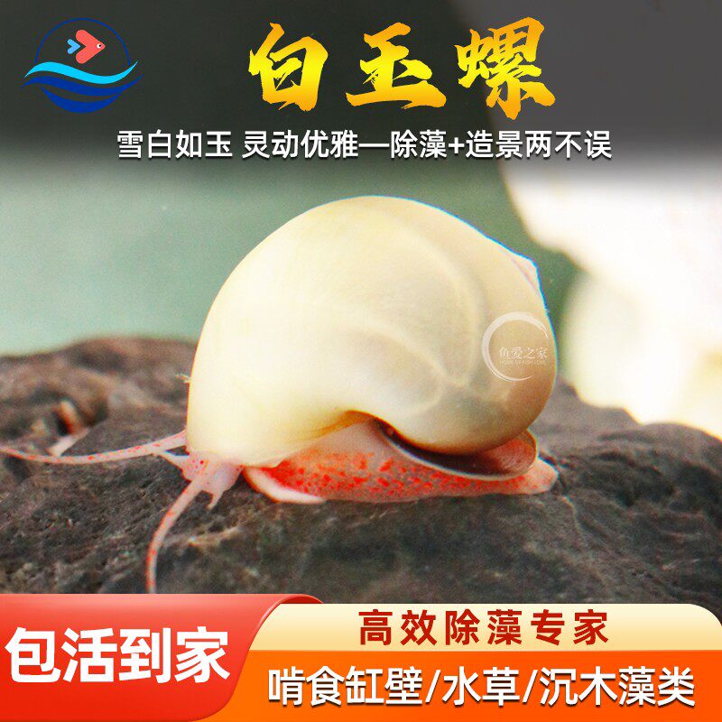 白象牙螺淡小水鱼缸除藻宠物观赏白玉神秘螺清理鱼粮残渣活体蜗牛