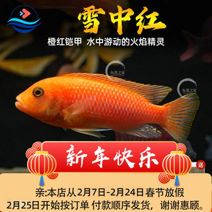 三湖慈鲷鱼马鲷雪中红热带观赏鱼活体鱼缸中小型淡水宠物混养小鱼