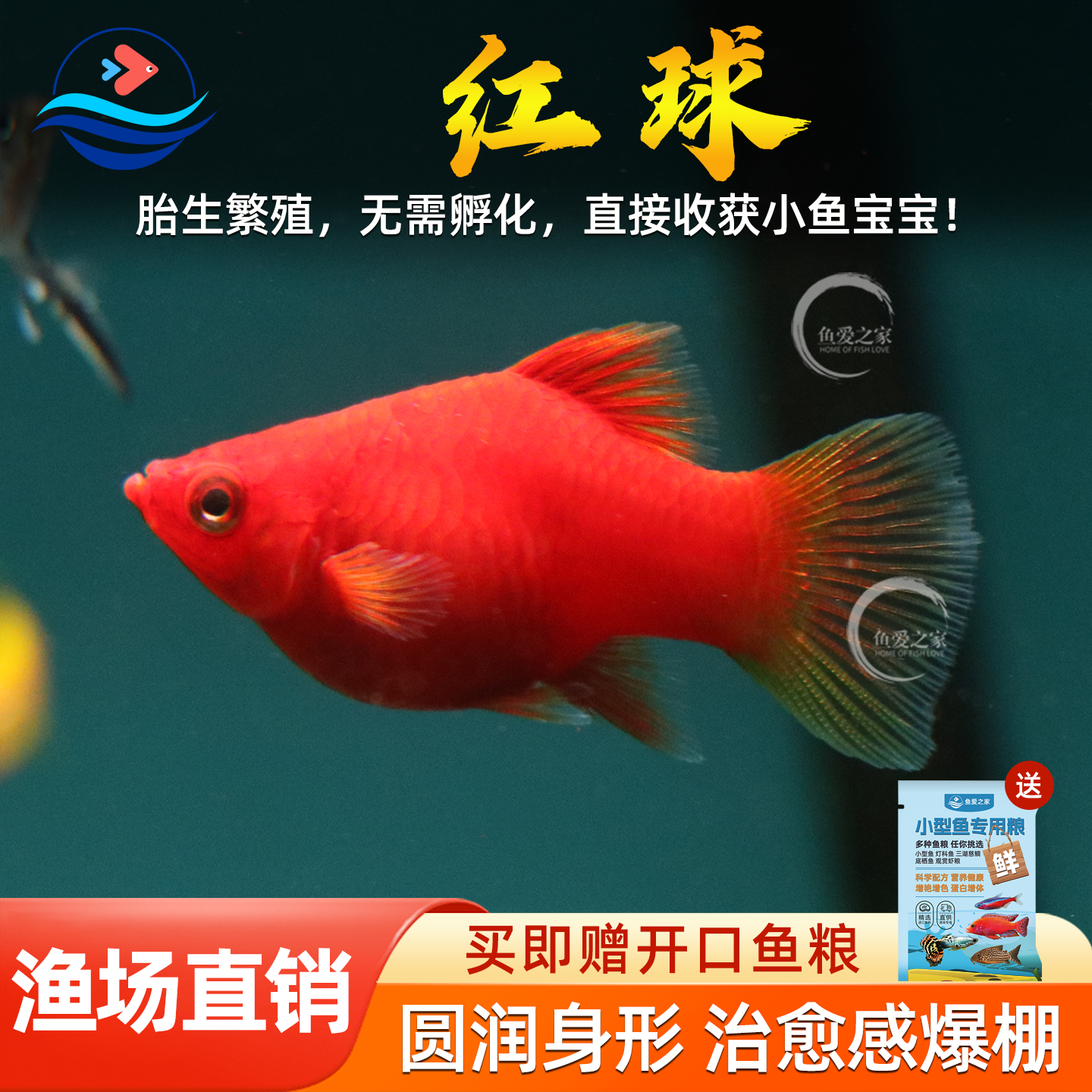 红球鱼红太阳球红皮球玛丽鱼小型观赏鱼胎生鱼热带鱼新手好养耐活