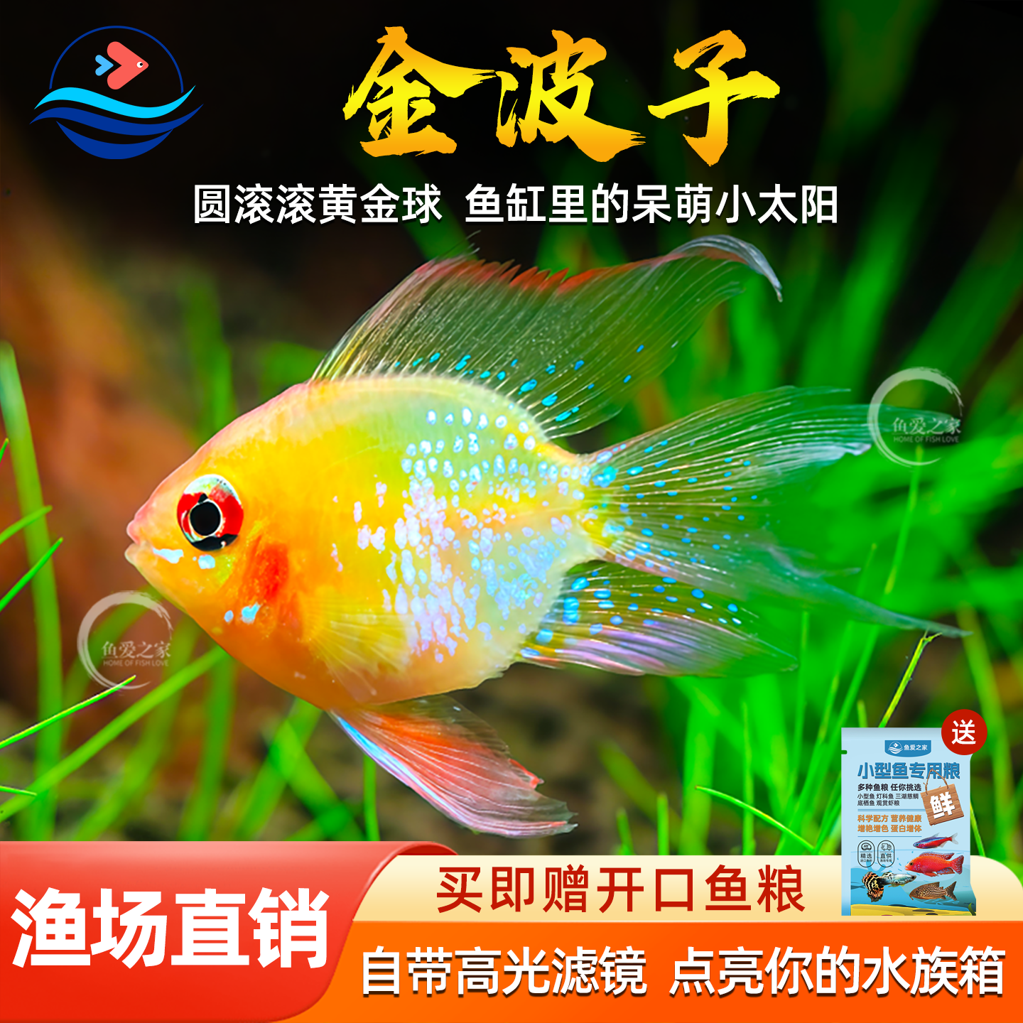 桃心金波子阿凡达凤凰鱼皮卡丘宝篮球热带观赏鱼活体热带鱼观赏鱼