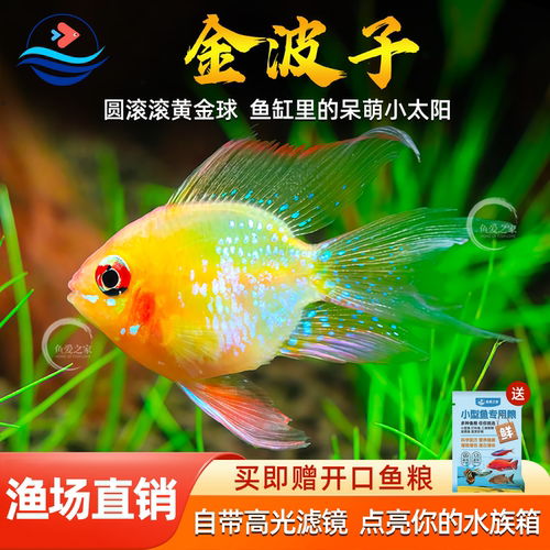 桃心金波子阿凡达凤凰鱼皮卡丘宝