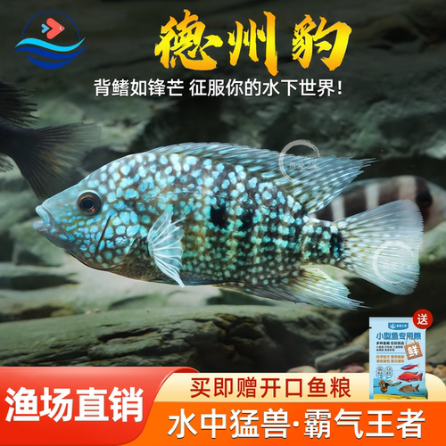 豹鱼绿巨人满天星德萨斯豹