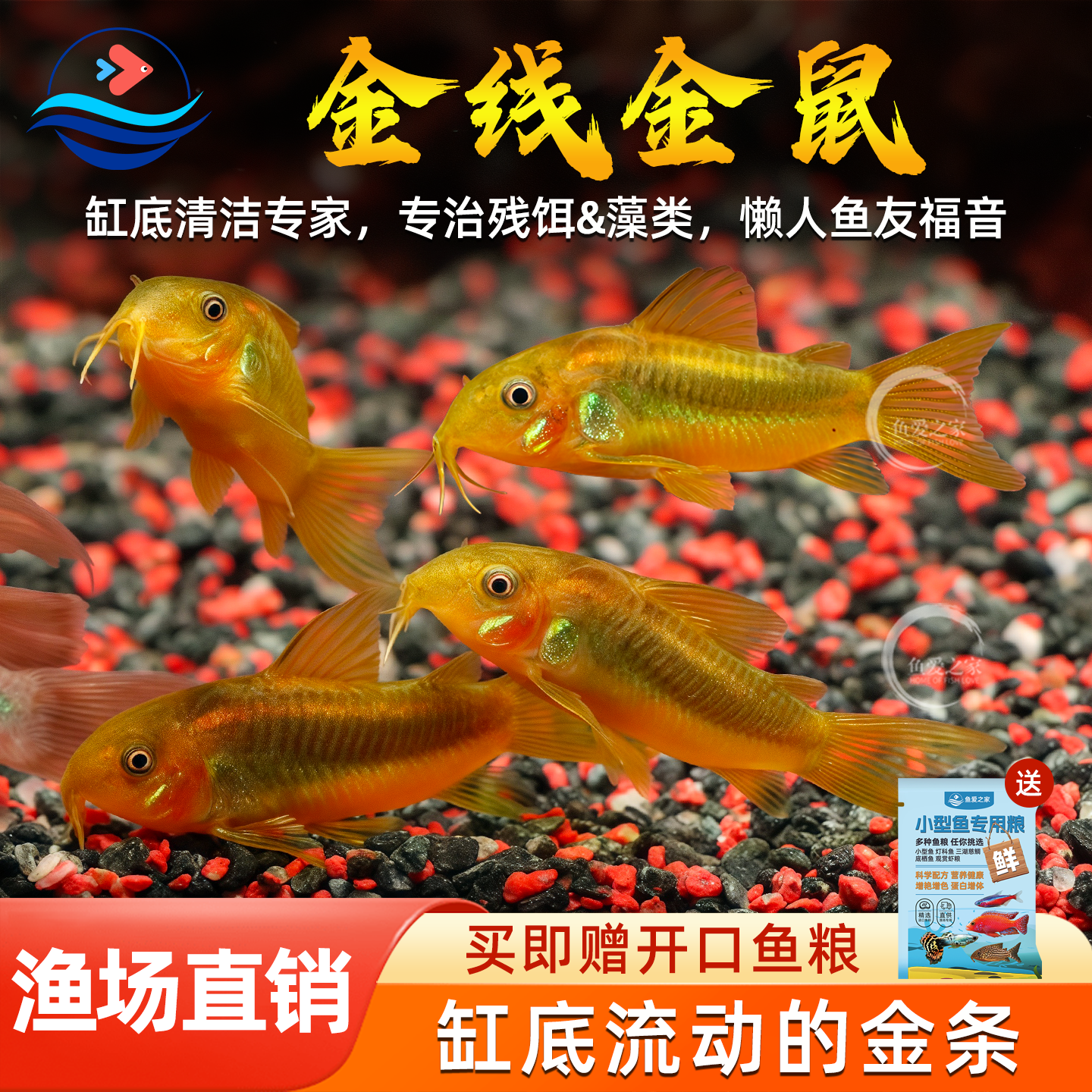 金线金鼠鱼热带鱼观赏鱼南美生态鱼底栖鼠鱼清理食物残渣除藻活体