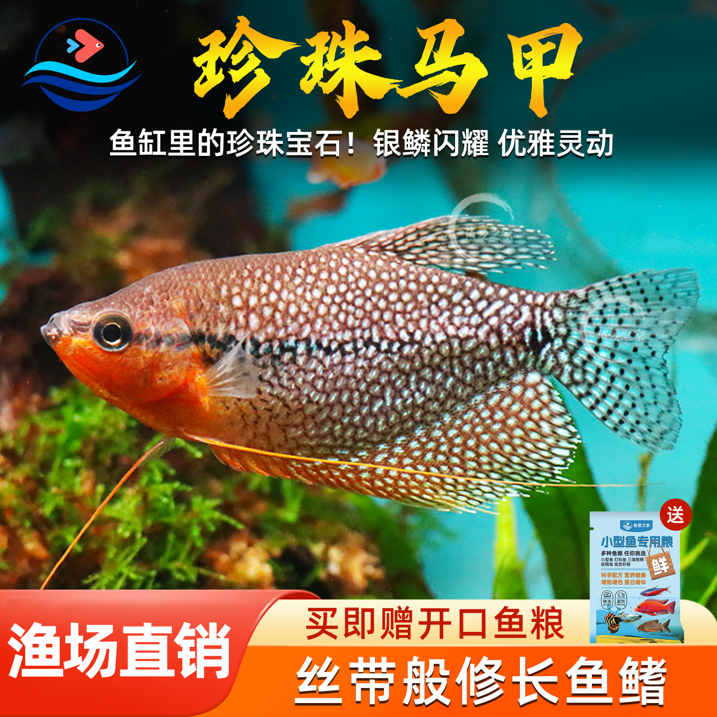 珍珠马甲热带观赏鱼曼龙丝足鱼珍珠鱼小型淡水鱼苗鱼缸活体宠物鱼