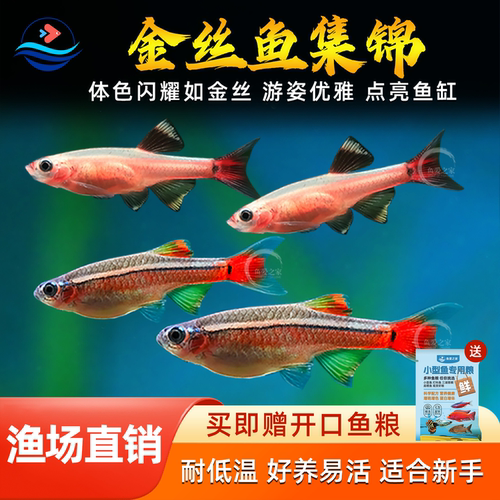 白云金丝鱼小型冷水鱼草缸群游鱼