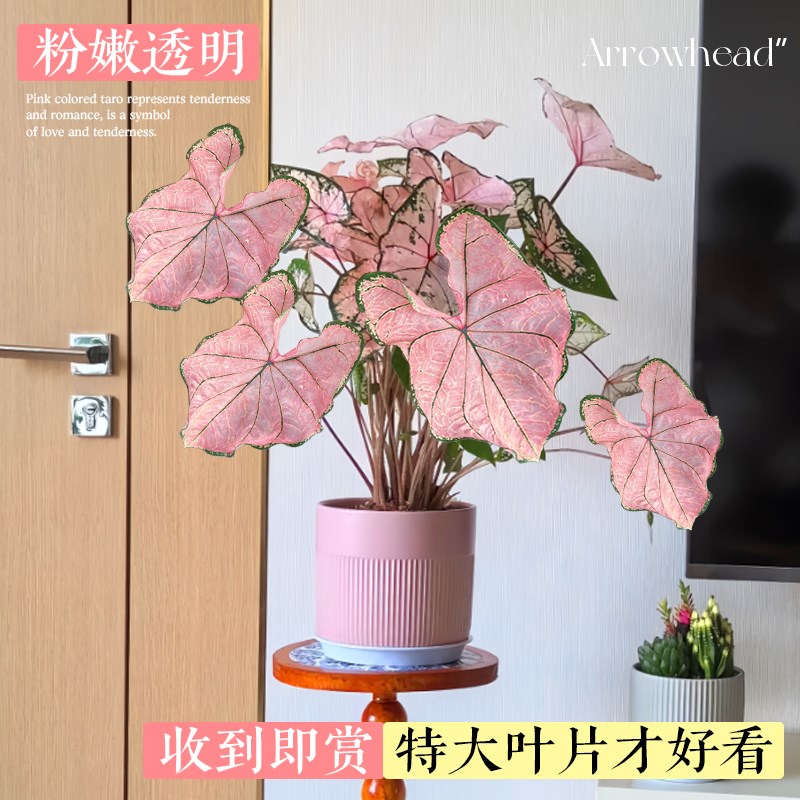 彩叶芋盆栽种球网红绿植白色恋人室内芋类植物花卉粉色阳台好养活