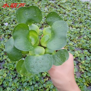 净化水 浮萍水草水葫芦养鱼龟p虾水生水培植物芙蓉养鱼缸造景四季