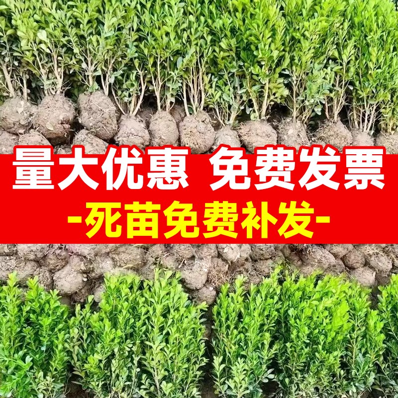 小叶黄杨树苗冬青瓜子庭院绿化树苗四季常青植物室外风景树苗大全