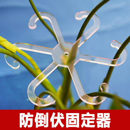 龟背竹支撑杆植物防倒伏支撑架春羽绿天鹅支架艺花卉定型收拢架子