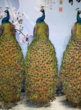 蓝白孔雀标本摆件客厅现
